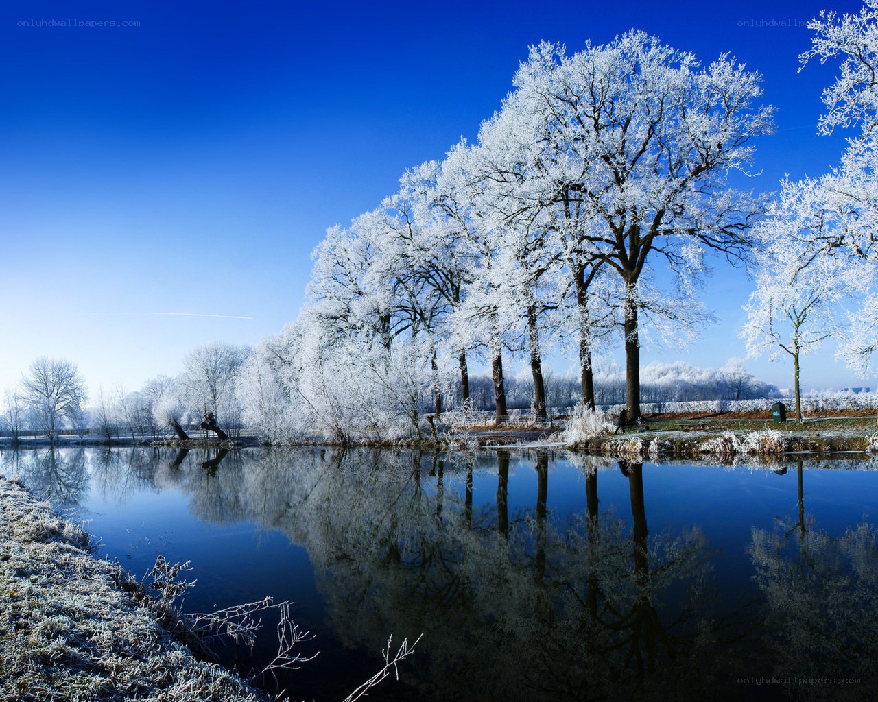 Frosty trees by a calm lake
