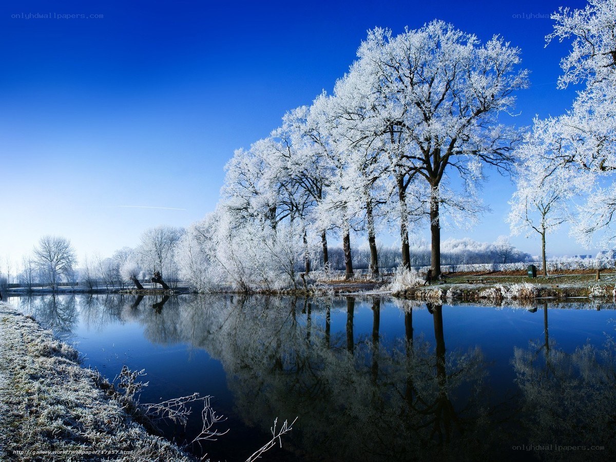 Frosty trees by a calm river
