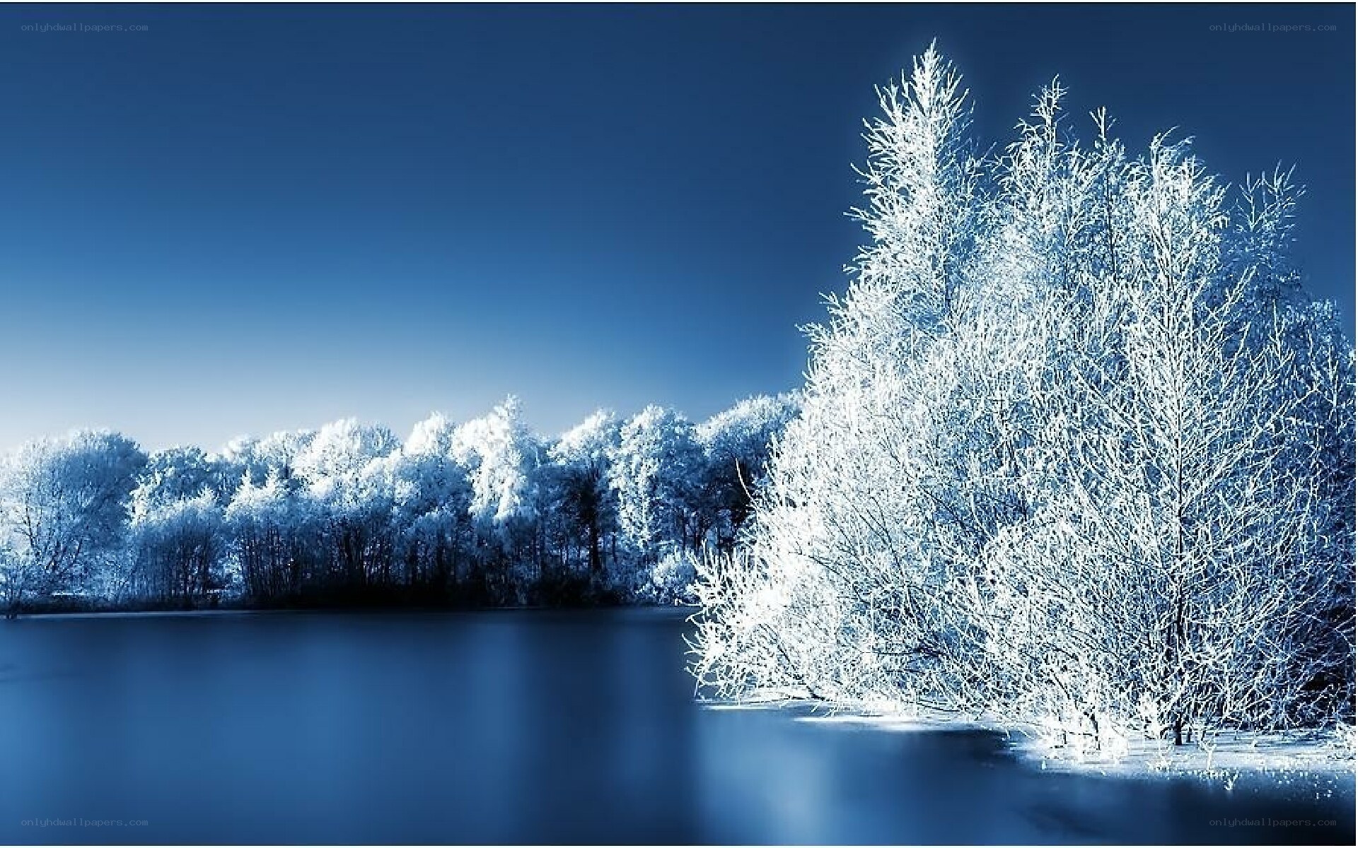 Frosty trees by a lake