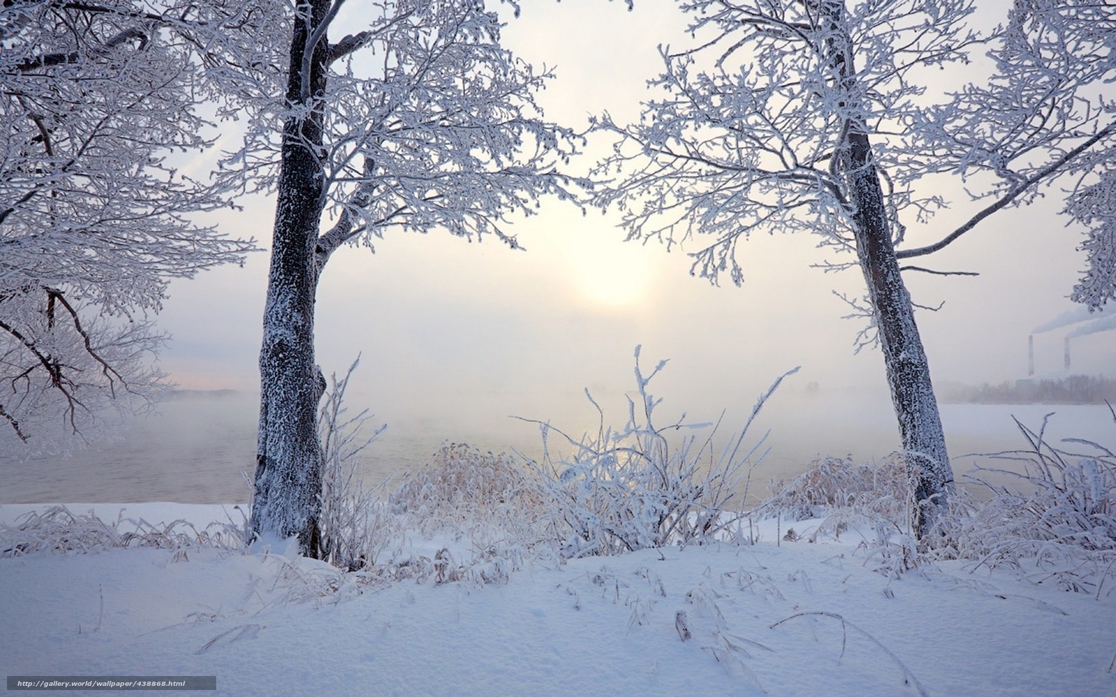 Frosty trees by a misty river