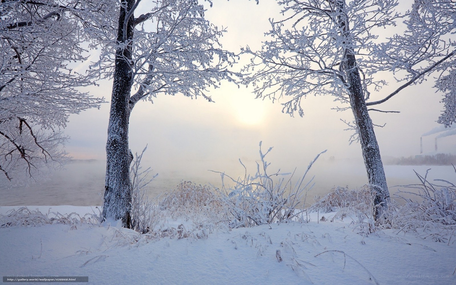 Frosty trees by a misty river