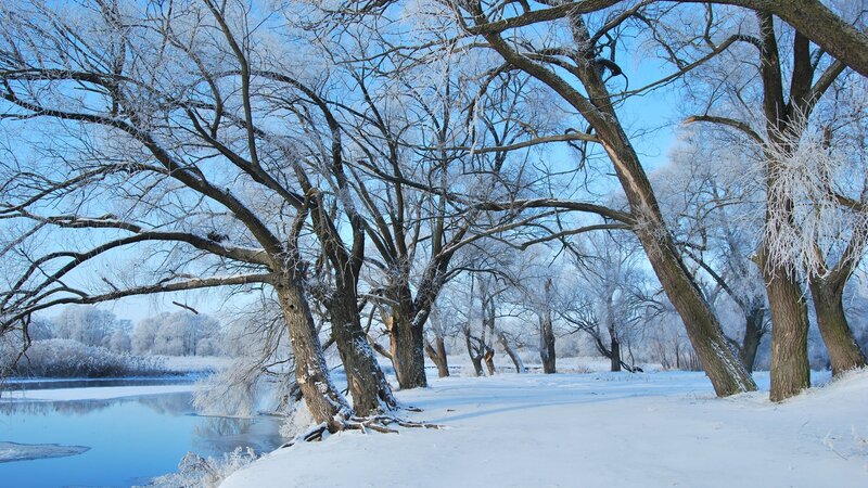 frosty trees by a river