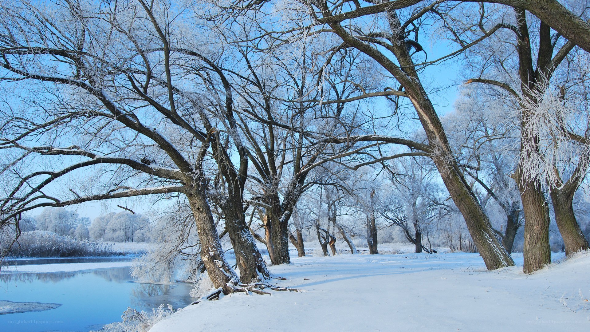 frosty trees by a river