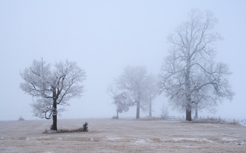 frosty trees in a foggy field