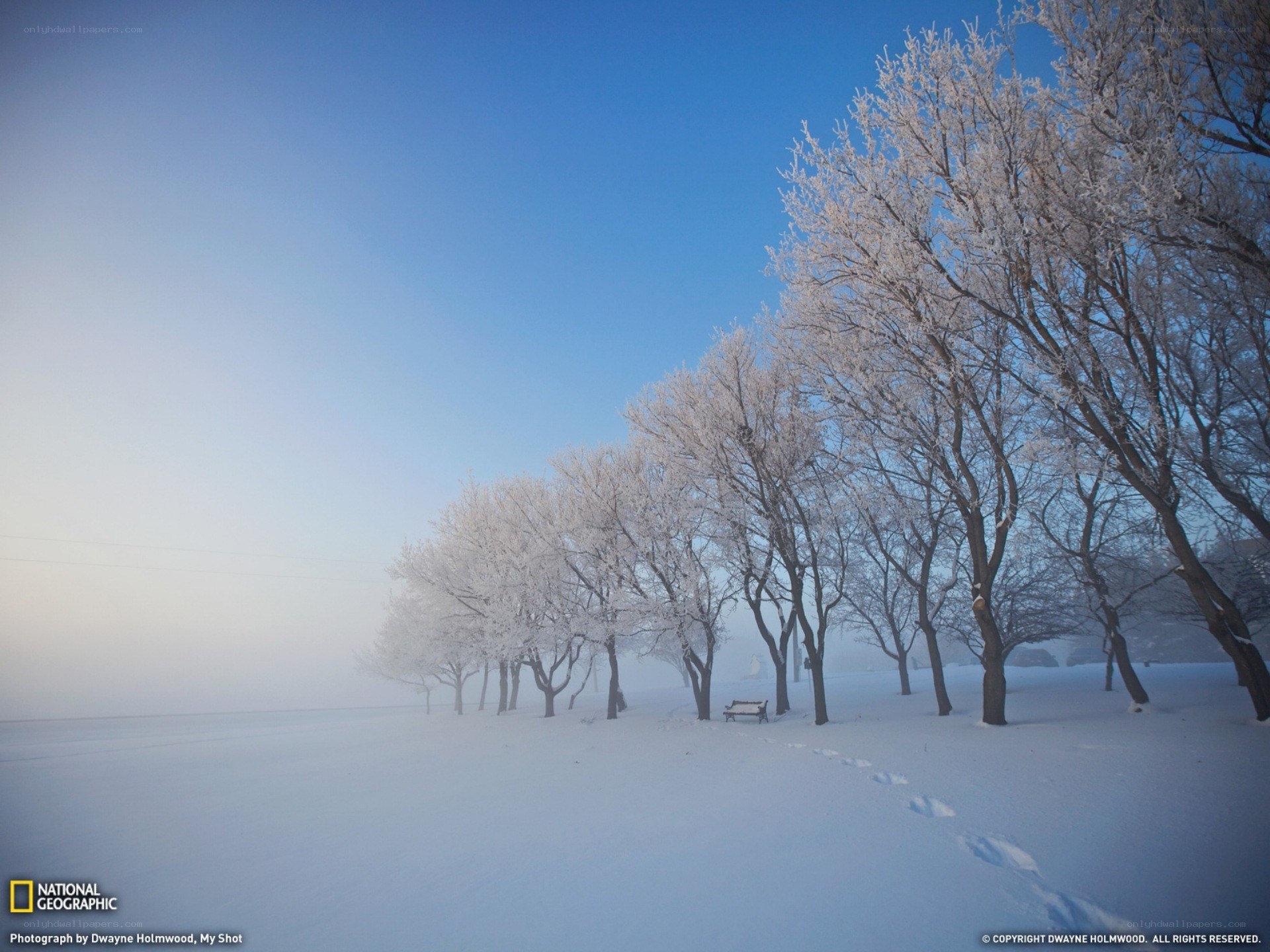 Frosty trees in a snowy park