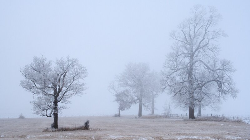 frosty trees in fog