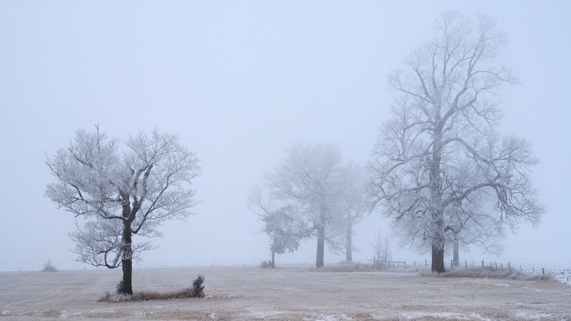 frosty trees in fog