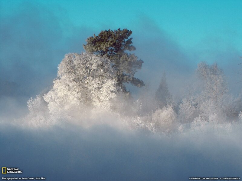 Frosty trees in mist