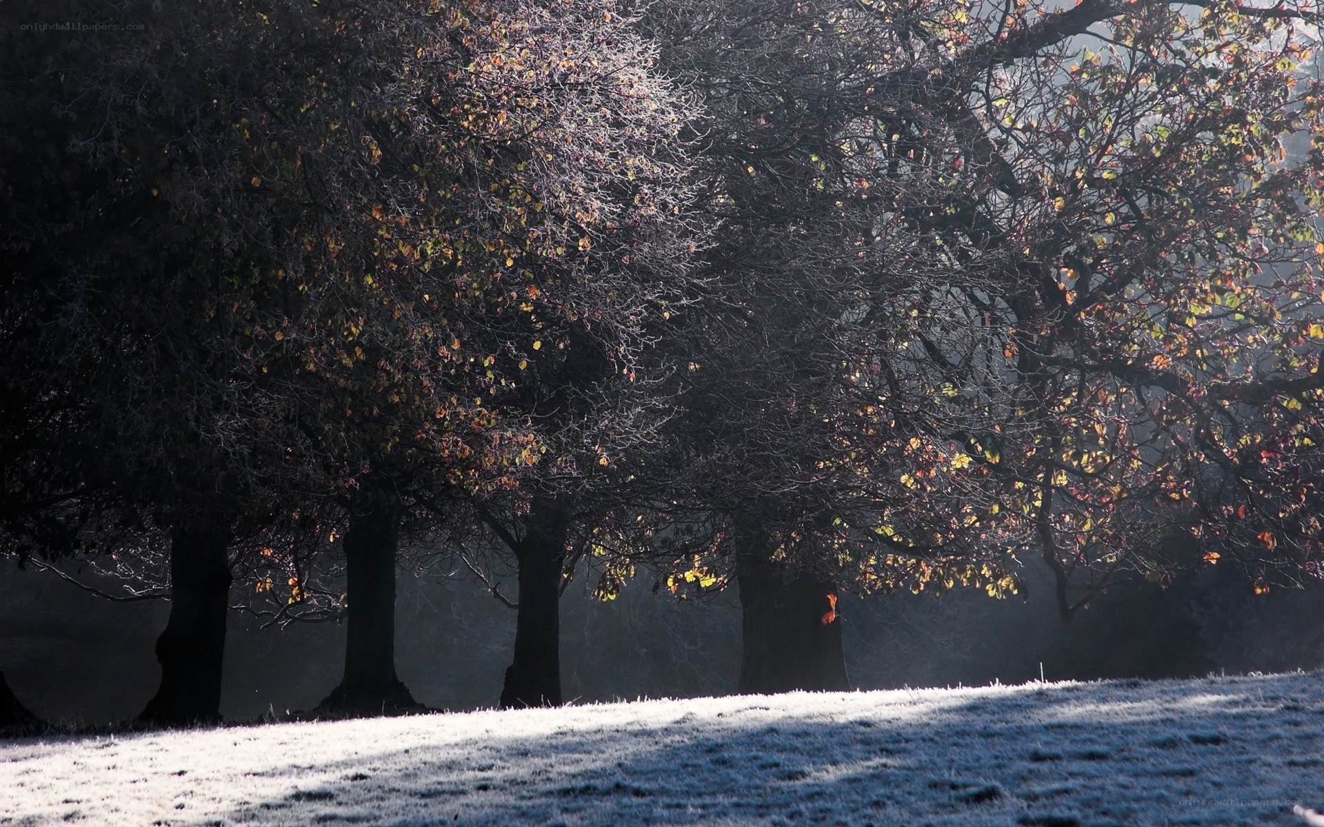 Frosty trees in morning light