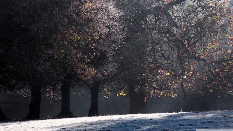 Frosty Trees in Morning Light — White