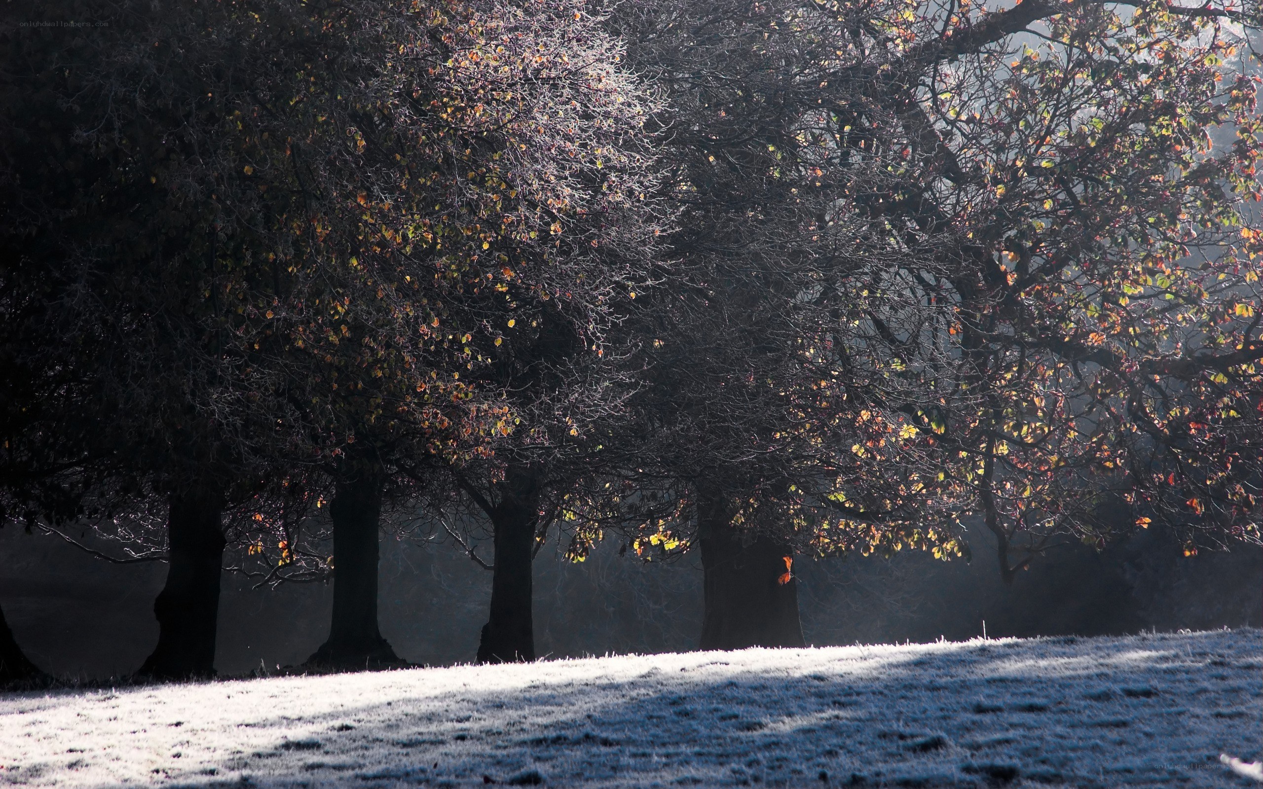 Frosty trees in morning light