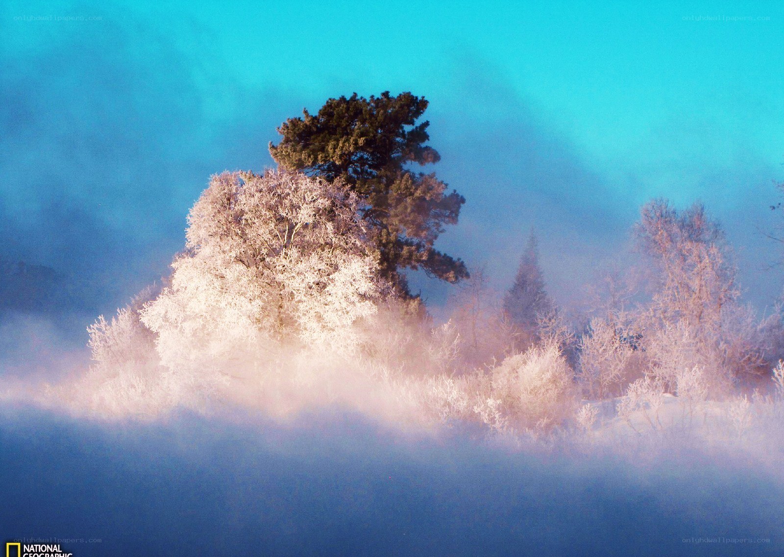 Frosty trees in morning mist
