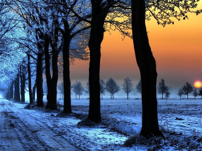 Frosty Trees in Winter — Blue