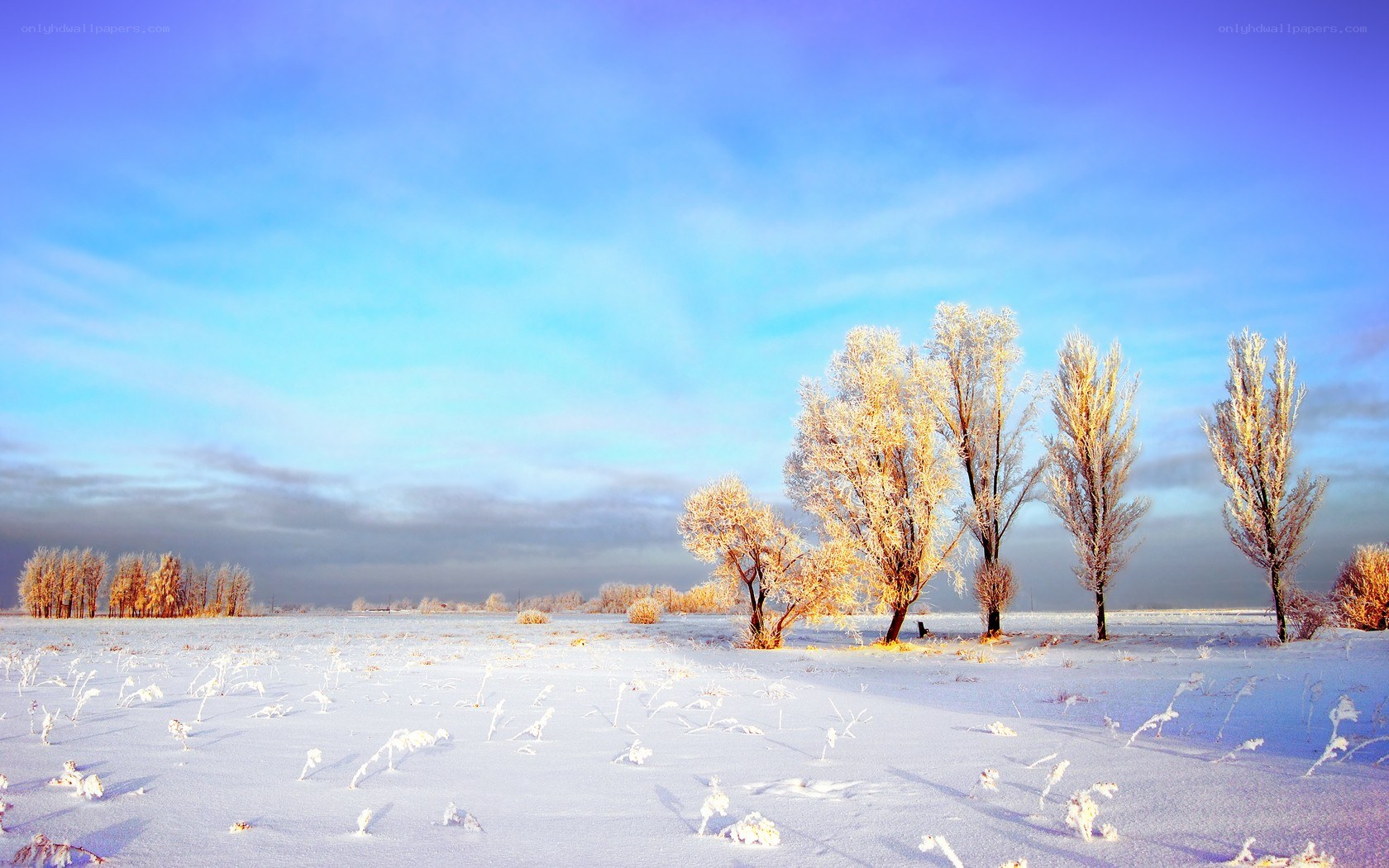 frosty trees in winter field