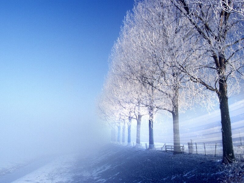 Frosty trees in winter fog