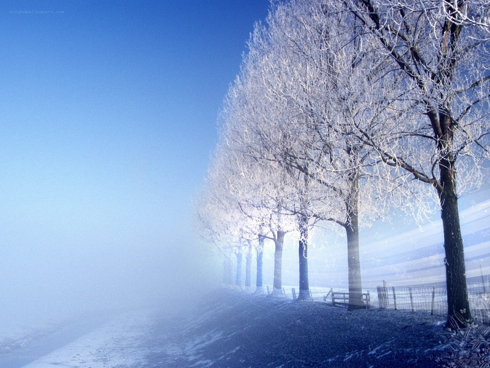 Frosty trees in winter fog
