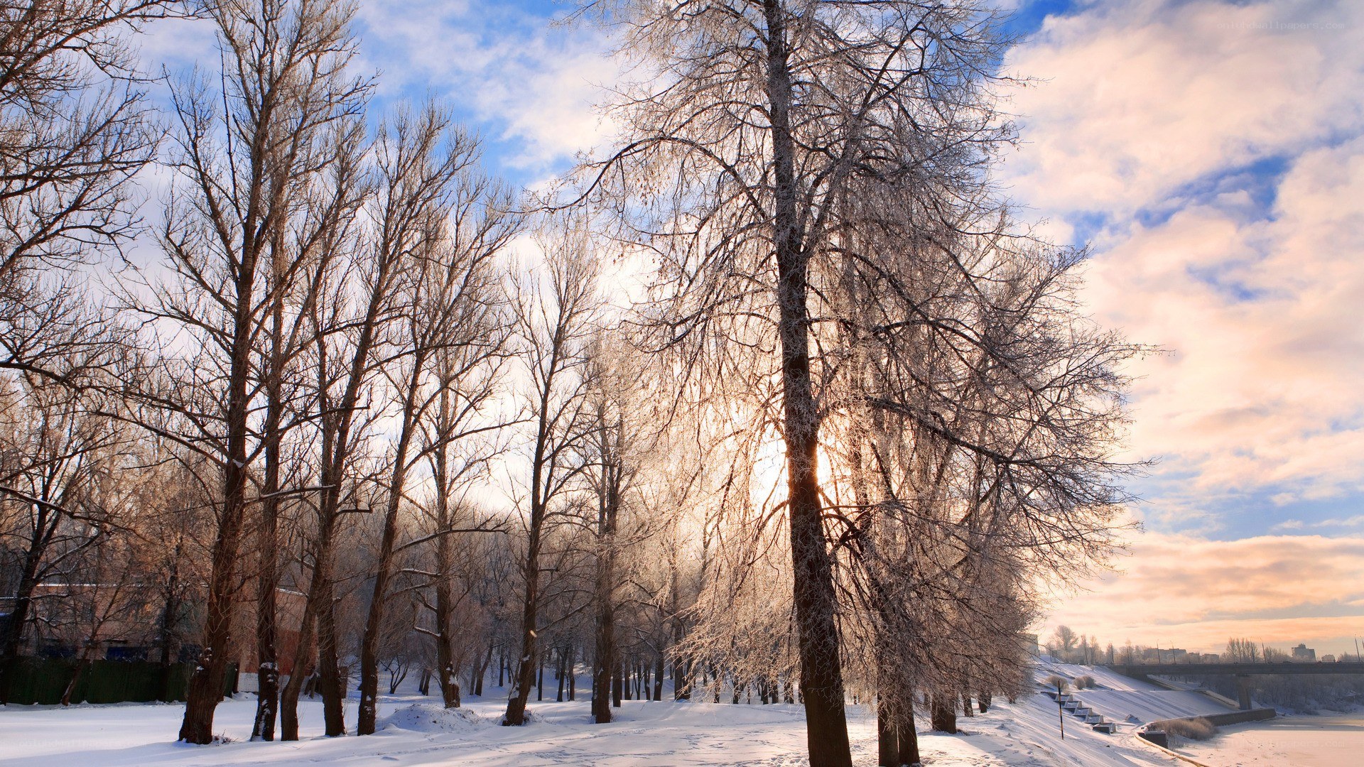Frosty trees in winter landscape