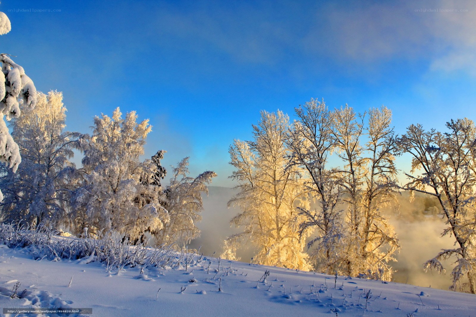 Frosty trees in winter landscape