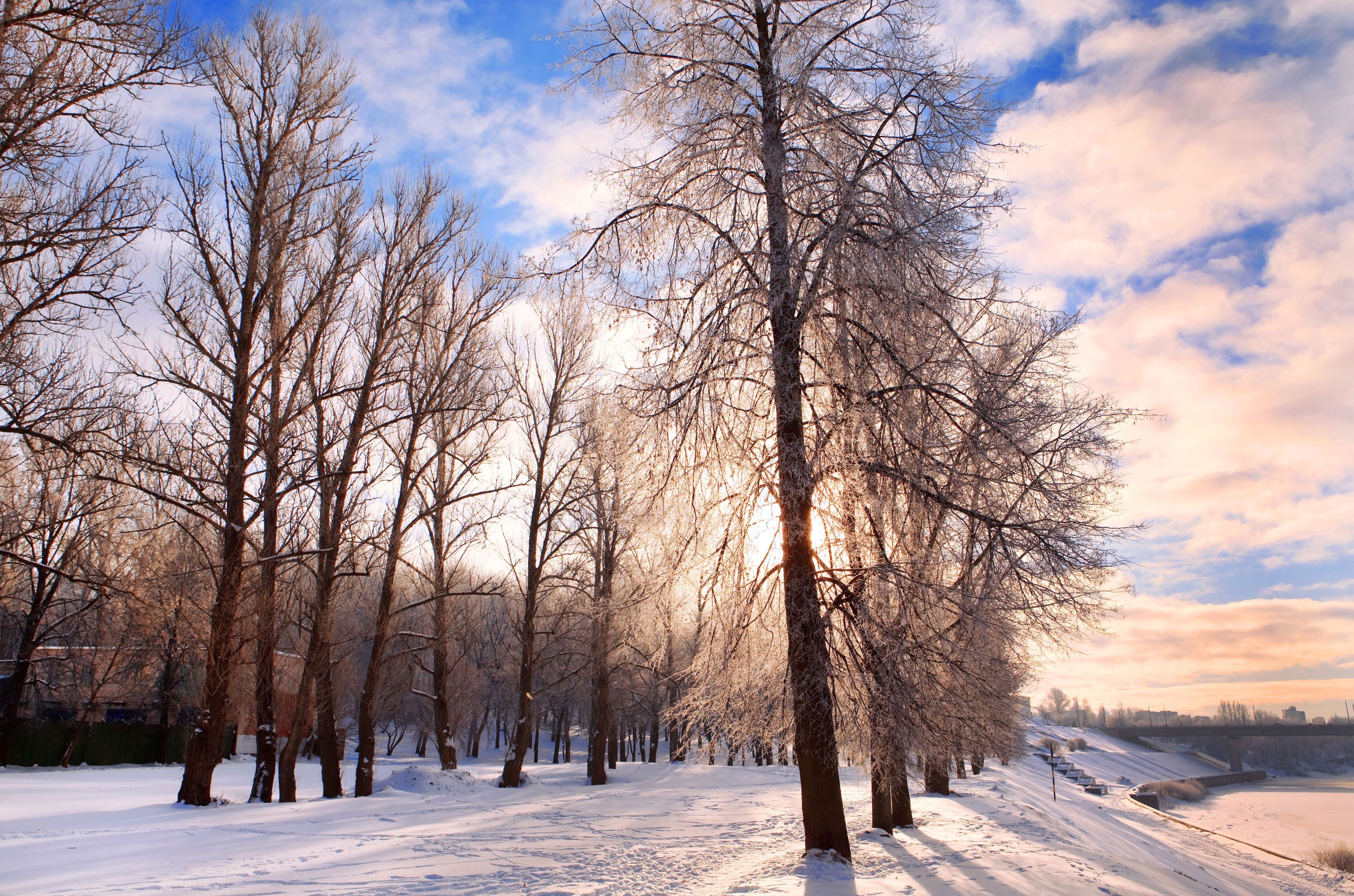 Frosty trees in winter sunlight