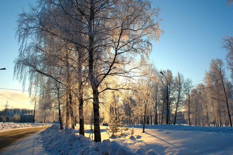 frosty trees in winter