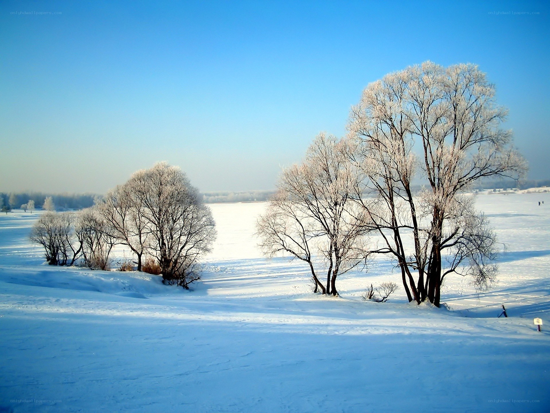 Frosty trees on a snowy field