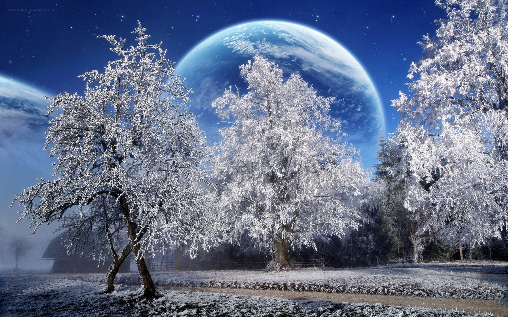 Frosty trees under alien planet