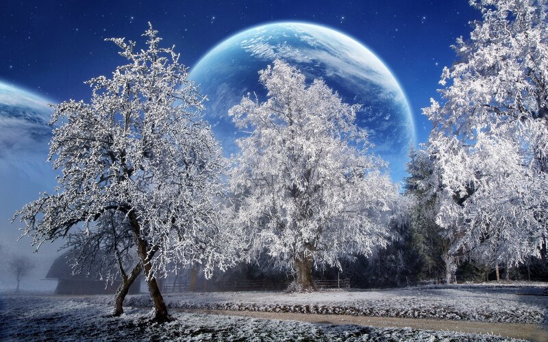 Frosty trees under alien planet