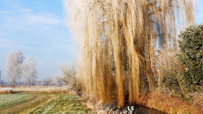 Frosty willow tree by a stream