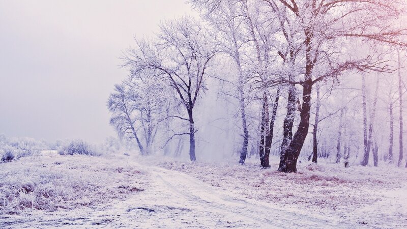 frosty winter forest path