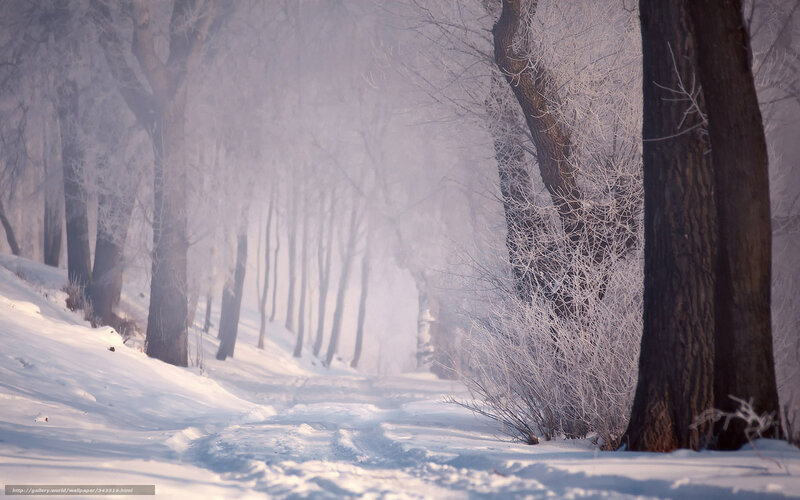 Frosty winter forest path