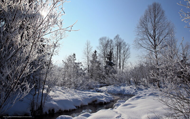 frosty winter forest scene