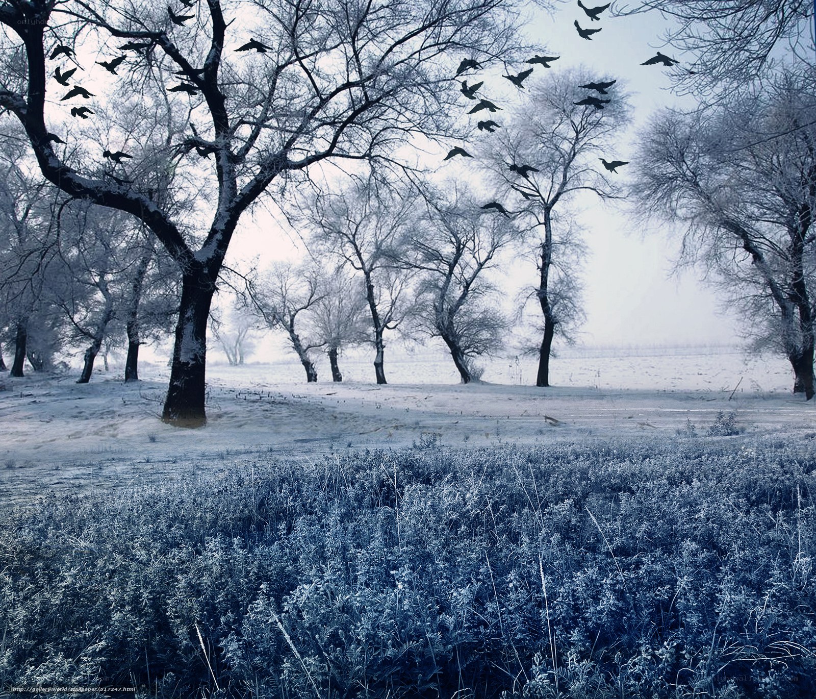 Frosty winter forest scene