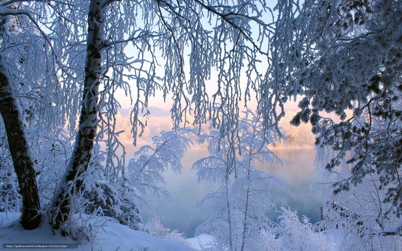 Frosty winter forest scene
