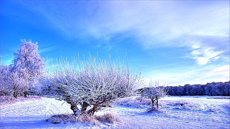 frosty winter landscape