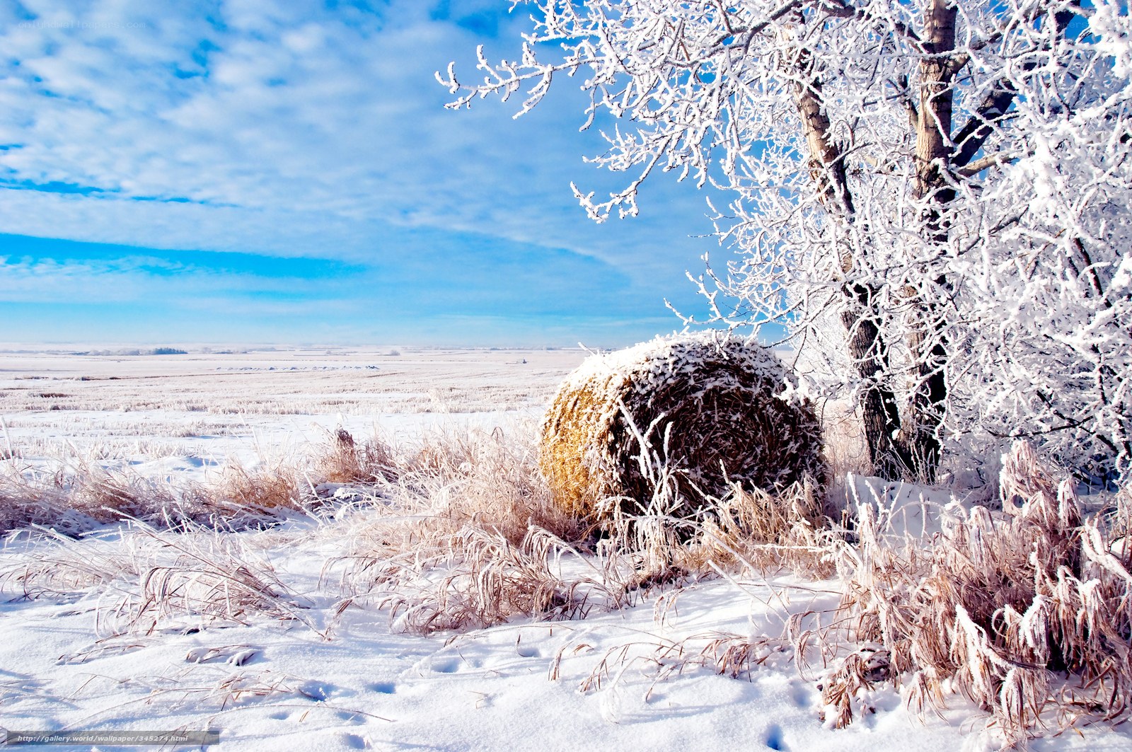 Frosty winter landscape