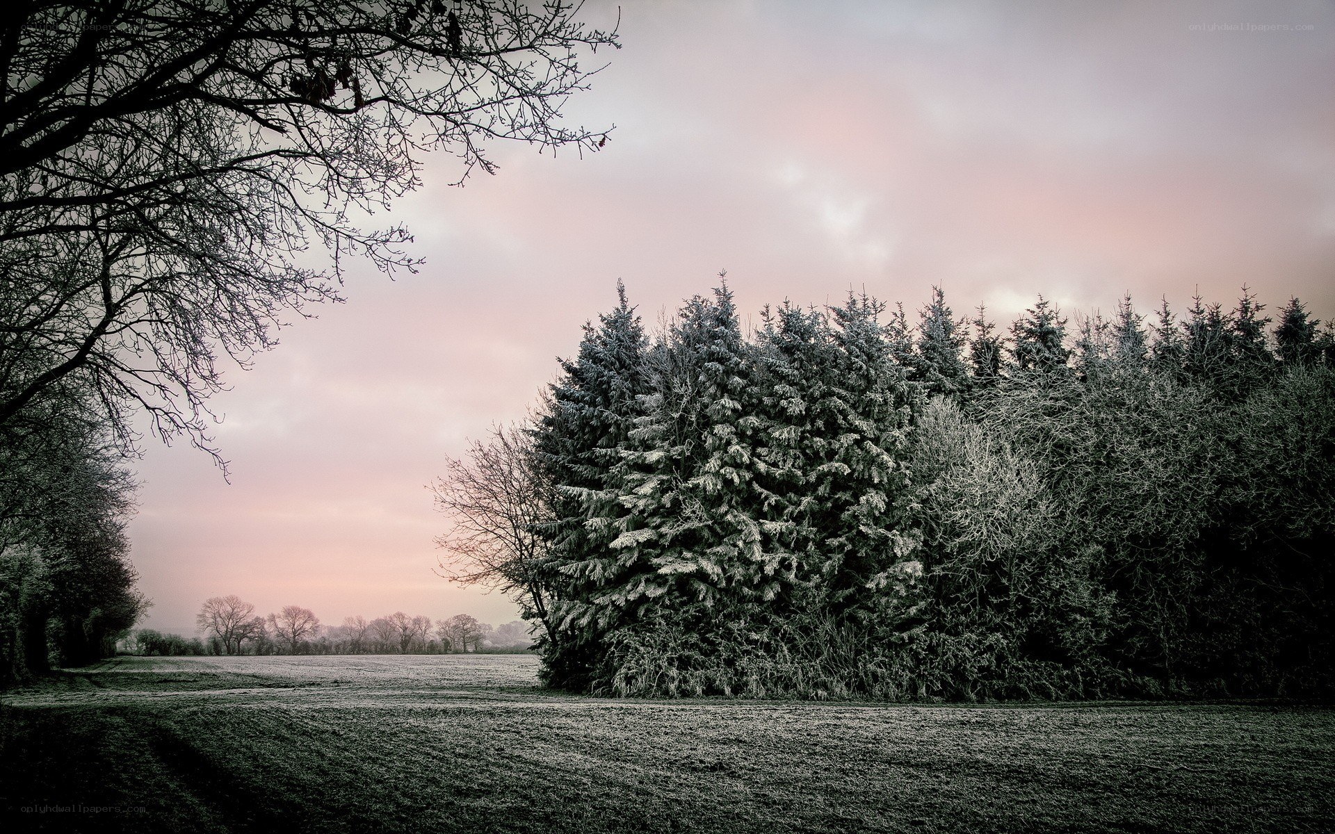 Frosty winter landscape at dawn