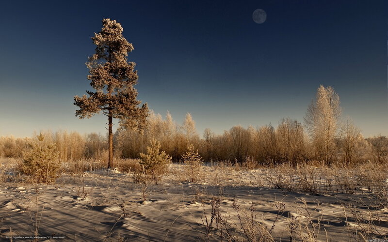 Frosty winter landscape with moon