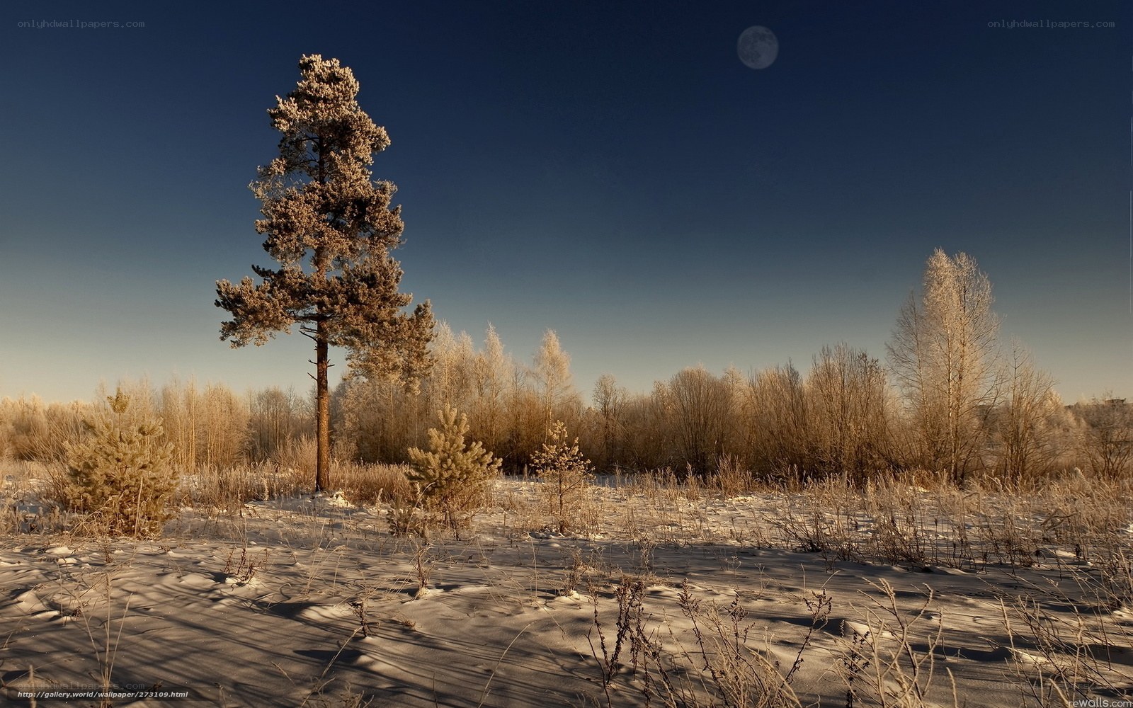 Frosty winter landscape with moon