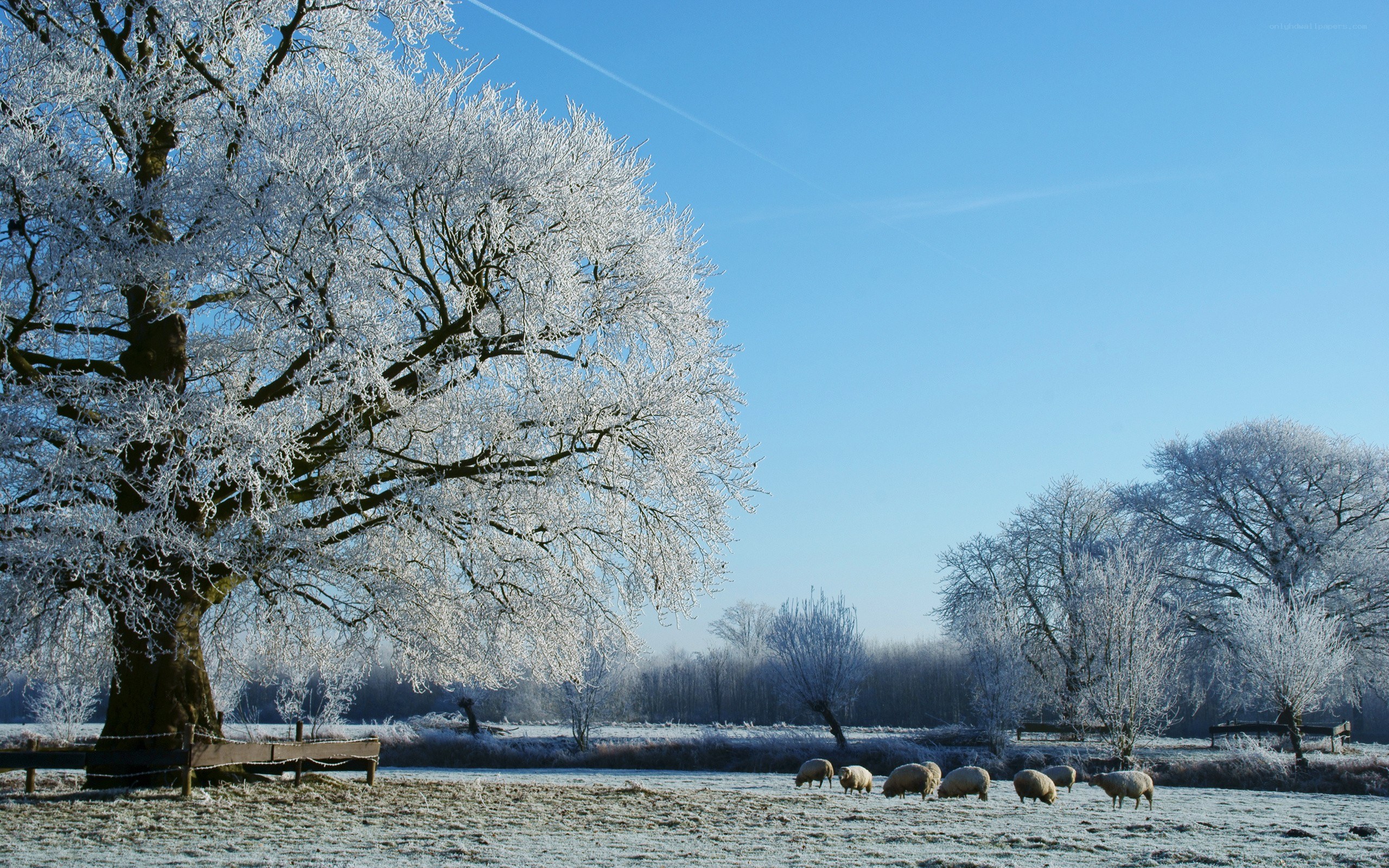 Frosty winter landscape with sheep