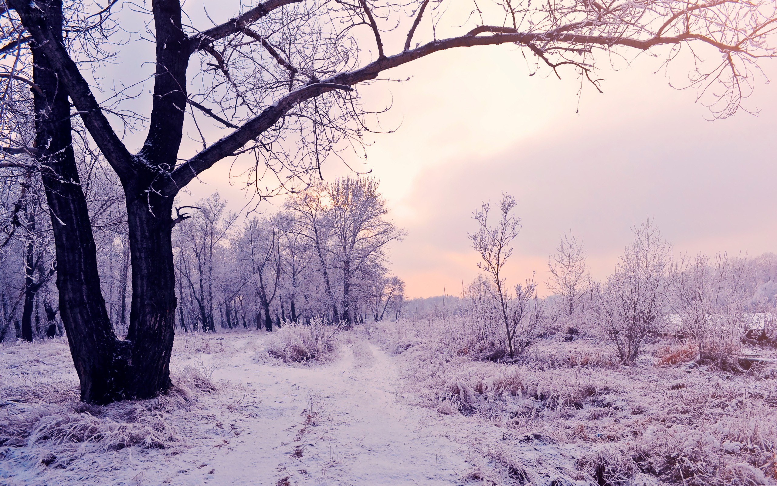 frosty winter path at sunrise