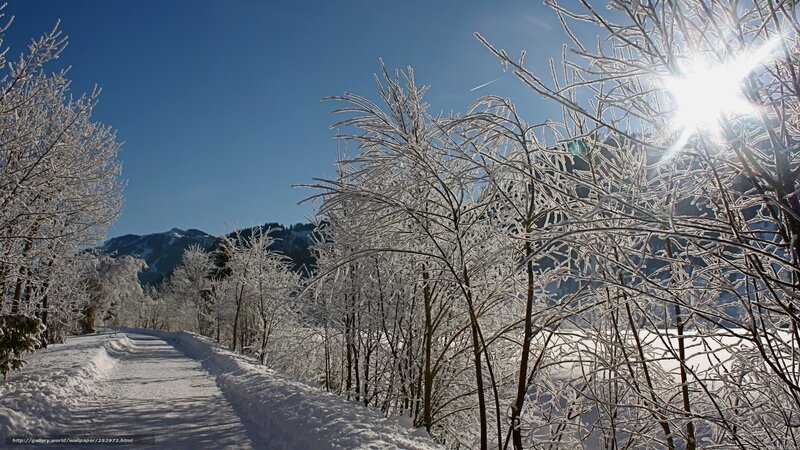 Frosty winter path with sun