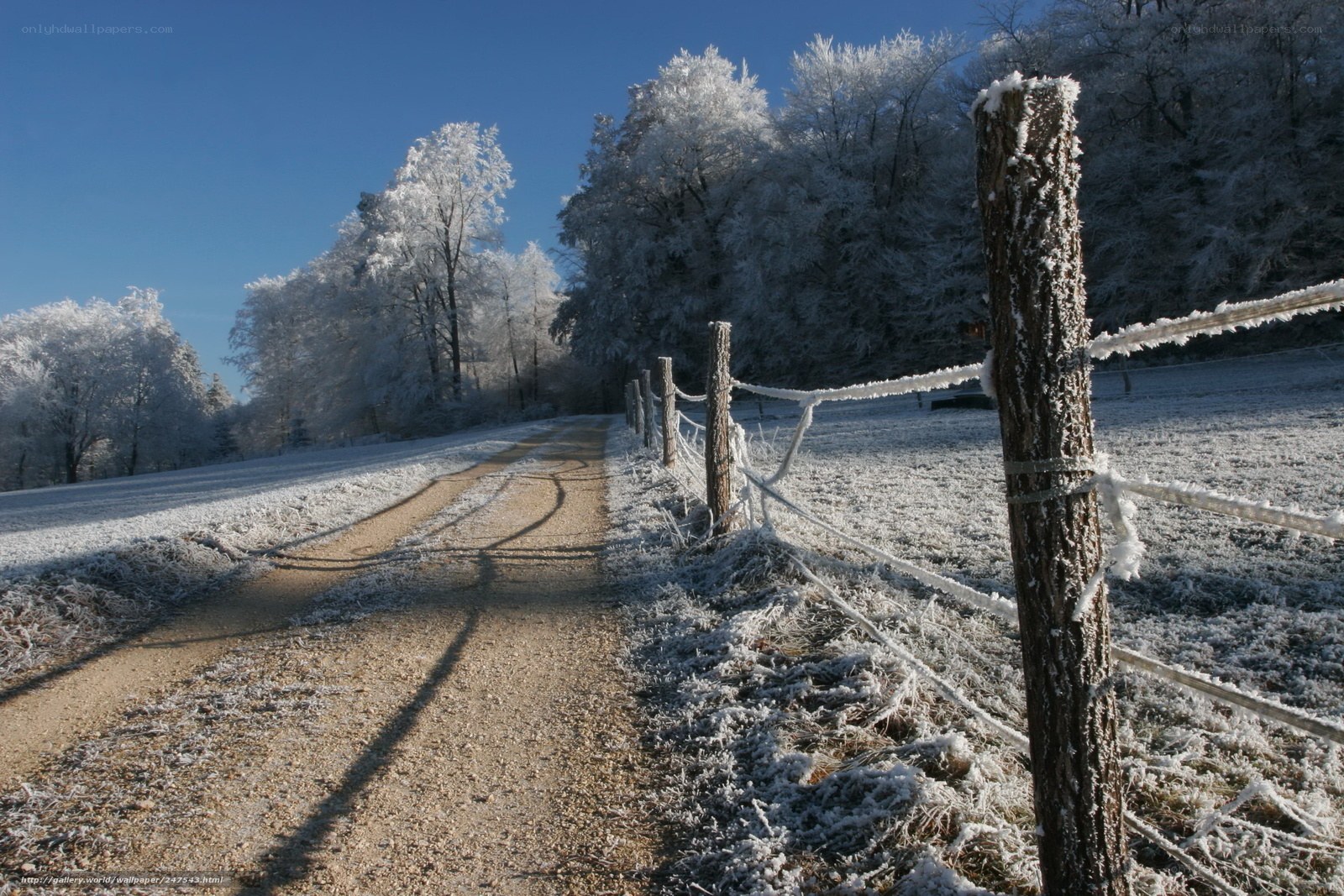 Frosty winter path