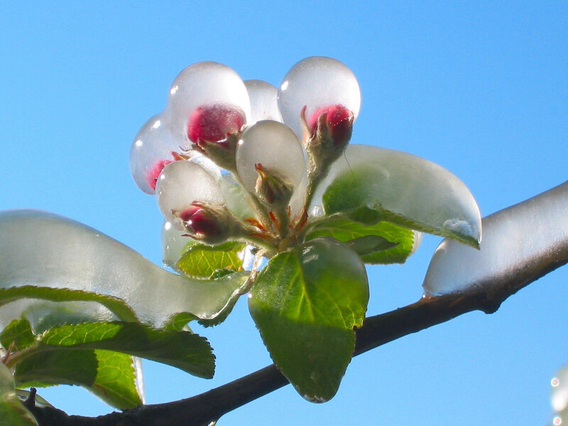 frozen apple blossoms