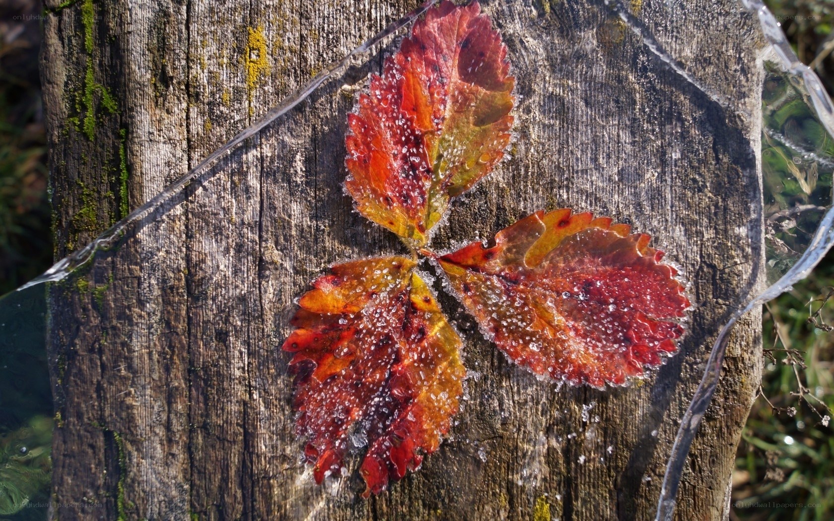 Frozen autumn leaf on wood