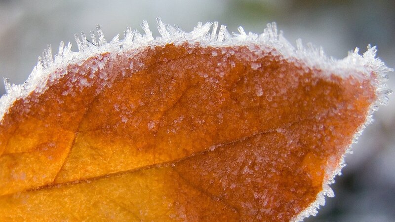 Frozen Autumn Leaf