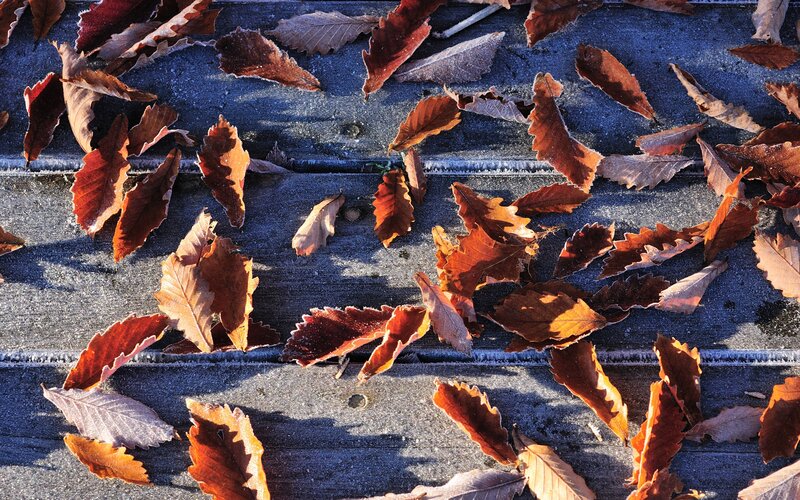 frozen autumn leaves on wood