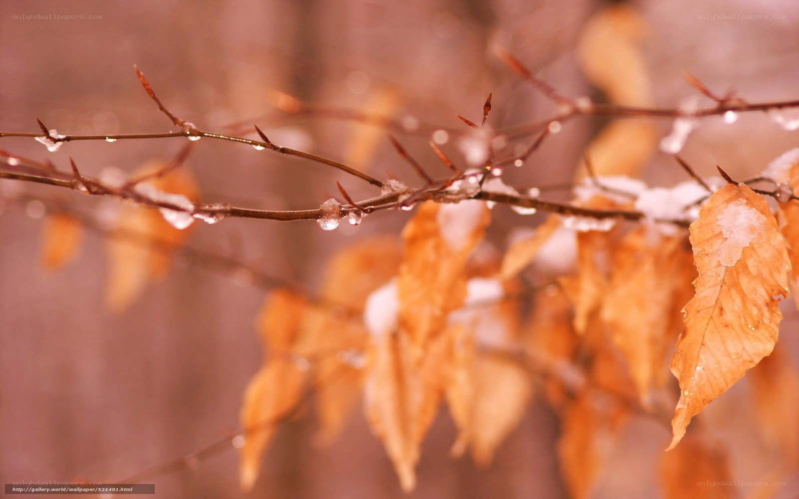 frozen autumn leaves