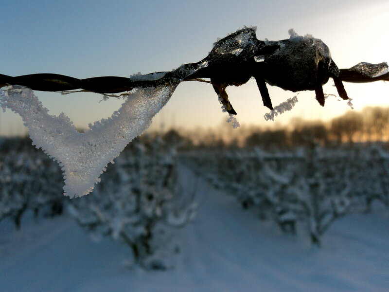 Frozen Barbed Wire