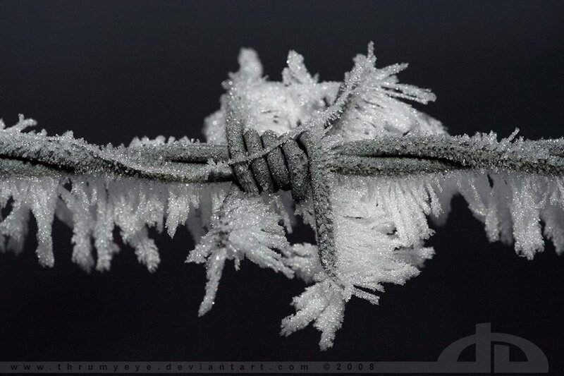 Frozen Barbed Wire — White