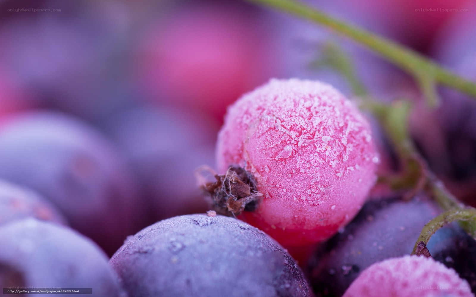 frozen berries in close-up